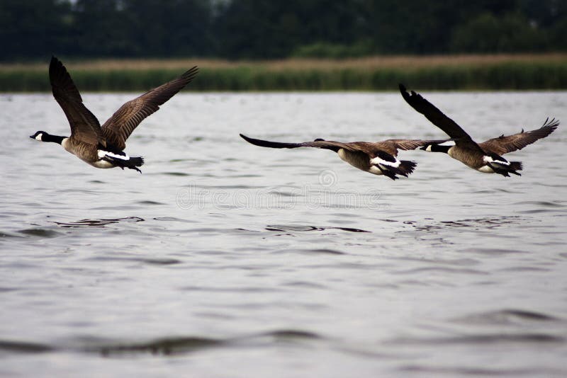 Flying towards new land