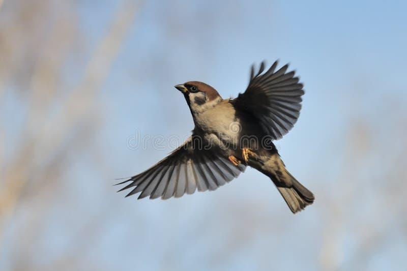 Flying Tree Sparrow against bright blue sky background