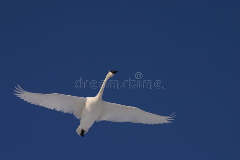 Flying trumpeter swan