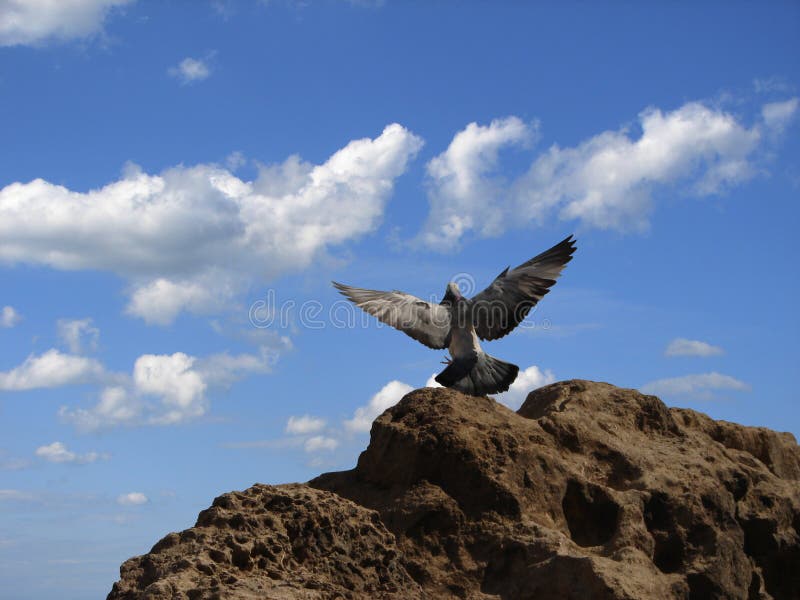 Neuschwanstein. Birdseye View Stock Photo Image of architecture