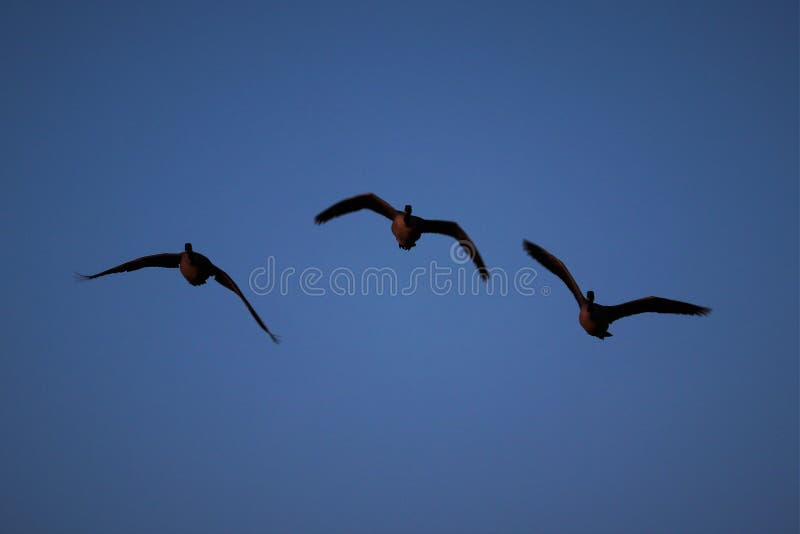 The Flying V by the geese stock image The Flying V by the geese stock image
