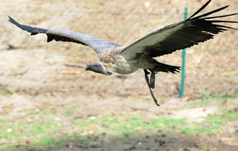 Flying vulture stock image. Image of wings, plumage, bird 2254421