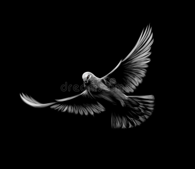 Flying white dove on a black background. stock illustration