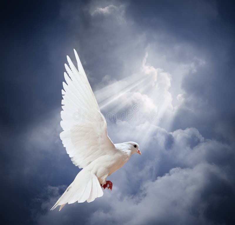 Flying White Dove On Blue Sky Background Stock Photo - Image of
