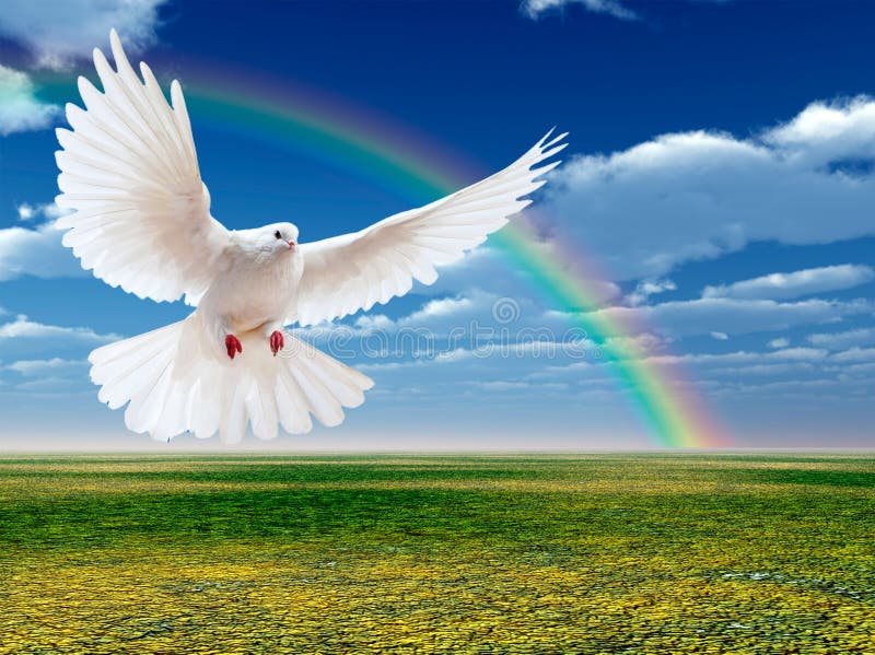 Flying white dove stock illustration