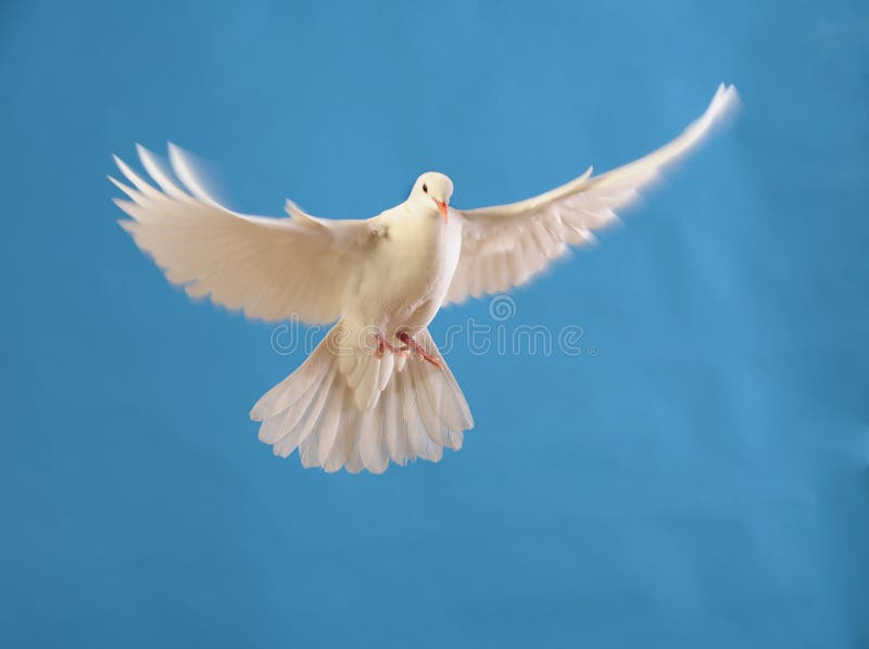 Flying white dove isolated on blue