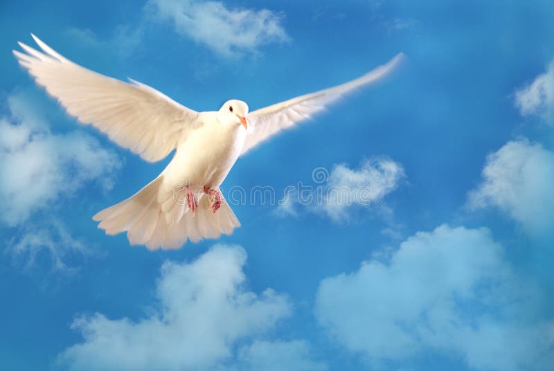 Flying white dove isolated on blue