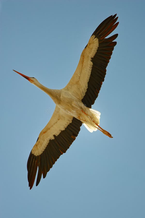 Flying white stork and cloudless bluesky fliegender WeiÃŸstorch und wolkenloser Himmel Ciconia ciconia