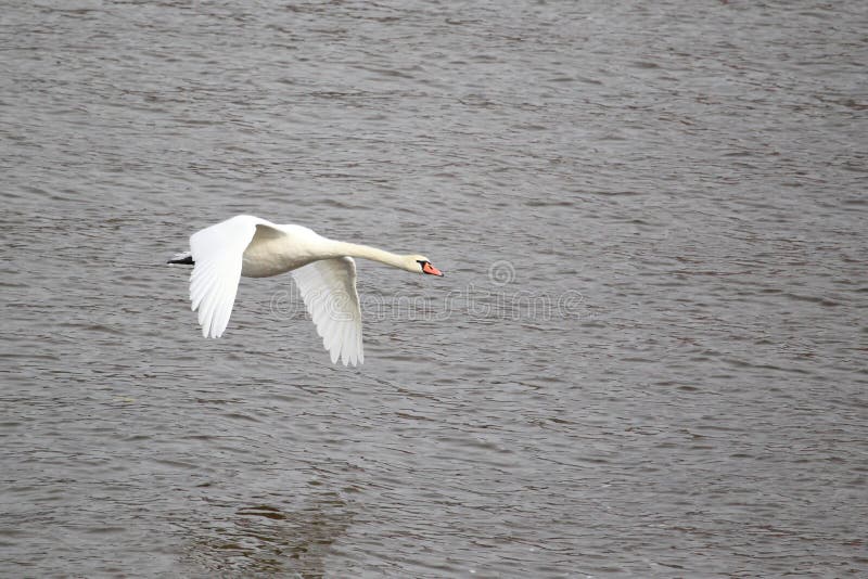 Flying white swan stock photo. Image of adult, bird, moldau 33883690