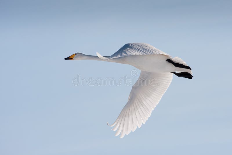 Flying whooper swan