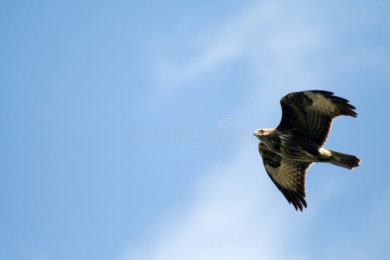 Flying wild birds