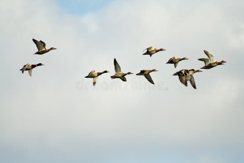 Flying wild birds