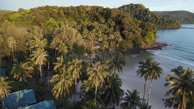 Flyover palm trees on beach at evening. Beautiful aerial top view flight drone