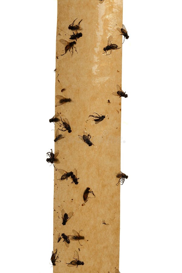 Flypaper. Flies Glued on Sticky Tape on a White Background Stock Image