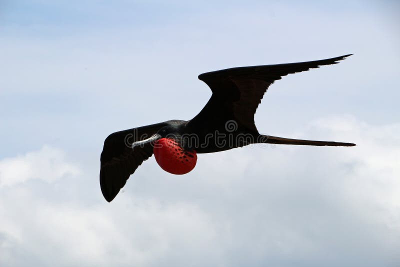 Flying male frigate bird in the Galapagos Islands. Red, ecuador, nature, sky, wildlife, america, beak, black, magnificent, park, wings, frigatebird, tropical, conservation, environmental, freedom, national, sea, silhouette, watching, blue, great, animals, minor, eco, south, darwin, pacific, beauty, natural, magnificens, close-up, couple, sac, fishing, flight, fold, seymour, tropics, bird-watching, american, reserve. Flying male frigate bird in the Galapagos Islands. Red, ecuador, nature, sky, wildlife, america, beak, black, magnificent, park, wings, frigatebird, tropical, conservation, environmental, freedom, national, sea, silhouette, watching, blue, great, animals, minor, eco, south, darwin, pacific, beauty, natural, magnificens, close-up, couple, sac, fishing, flight, fold, seymour, tropics, bird-watching, american, reserve