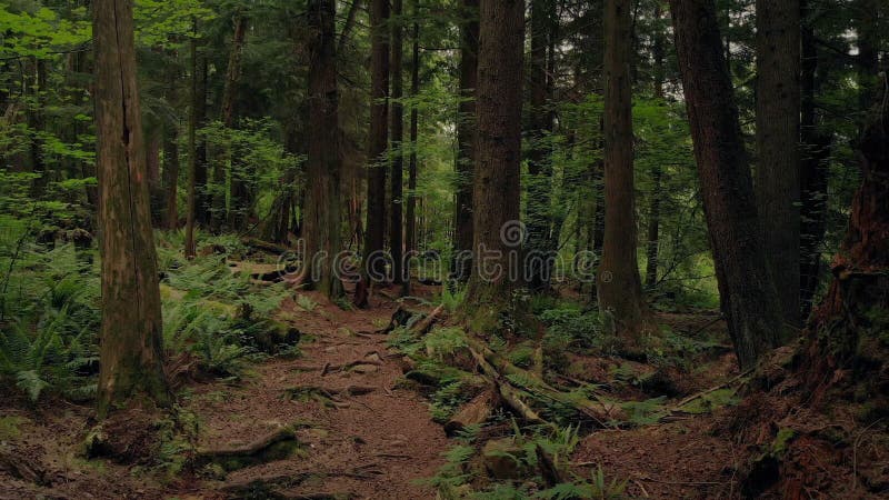 Flytta sig från sidan över sceniska Forest Trail