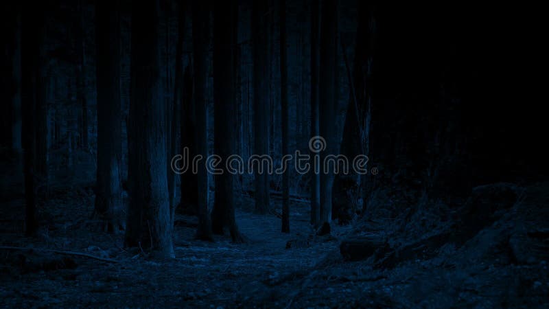 Flytta sig över Forest Path In The Moonlight