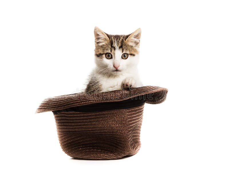 A small kitten peeks out of a hat on a white background. A small kitten peeks out of a hat on a white background