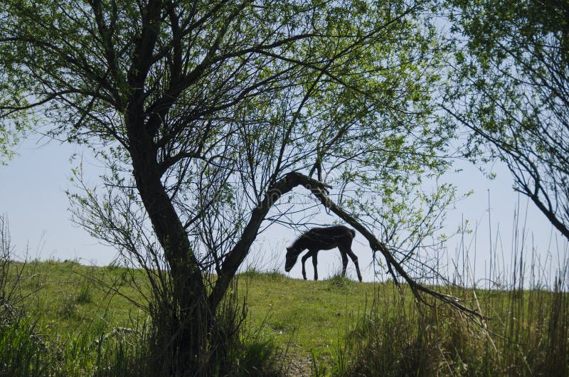 foal stock afbeelding foal stock afbeelding