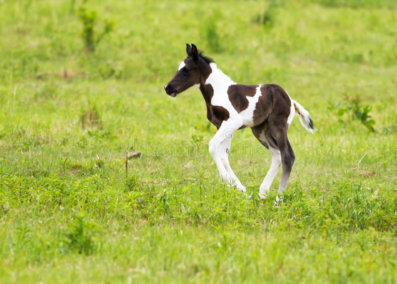 Foal