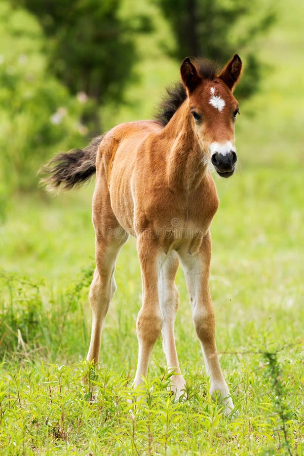 Foal