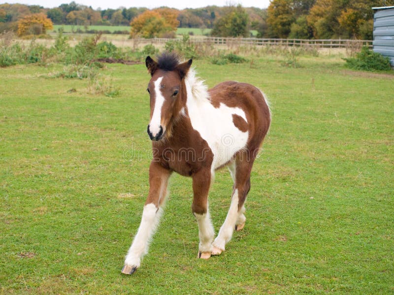 Foal