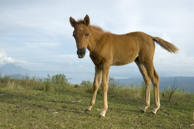 Foal