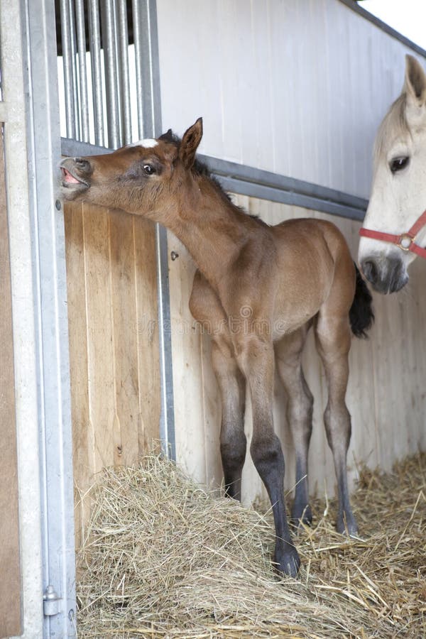 Foal Birth in the Horse Stable Stock Image Image of breed, foal 124769477