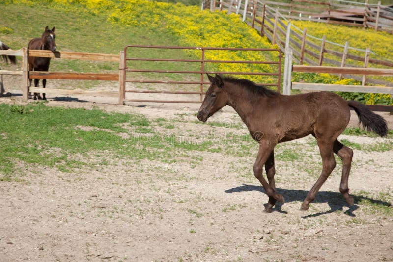 Foal