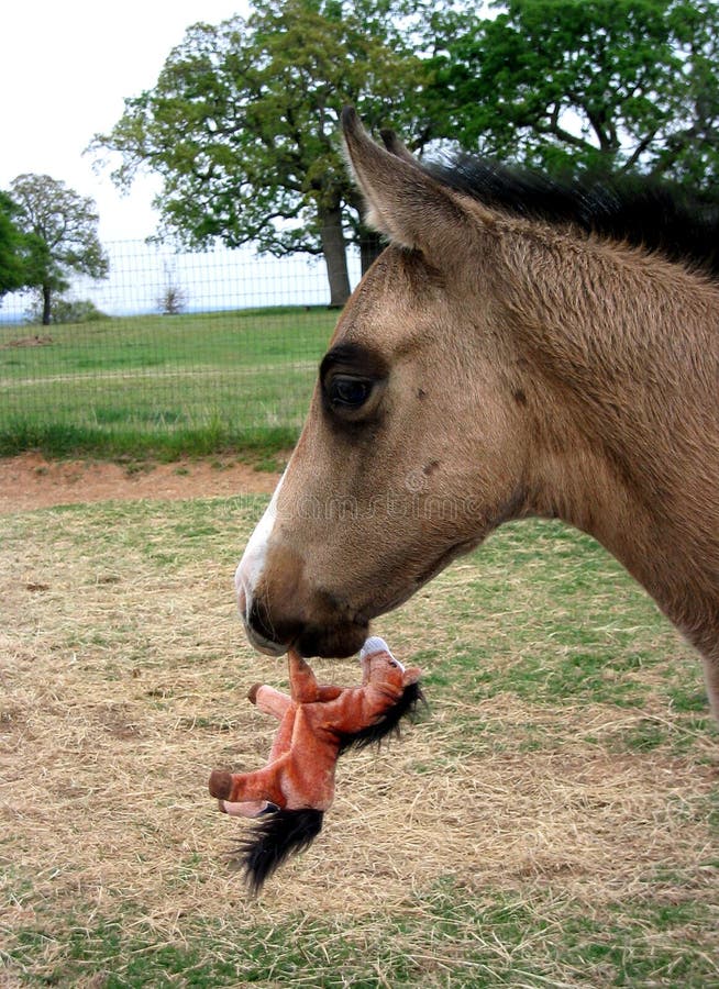 Foal Carrying Toy Horse