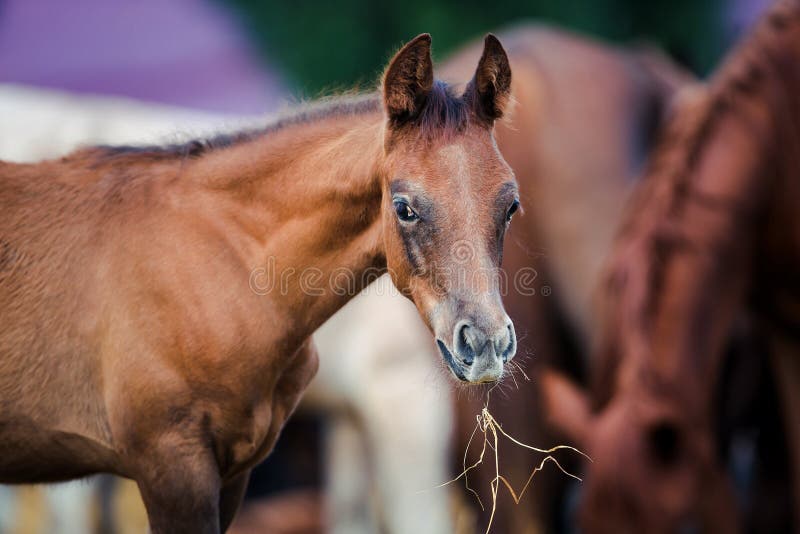 Foal eating hay stock photo. Image of close, head, mammal 67672088