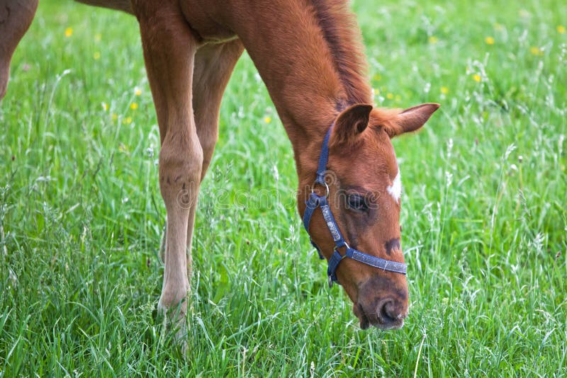 Foal eats grass stock photo. Image of young, foal, child 31262246