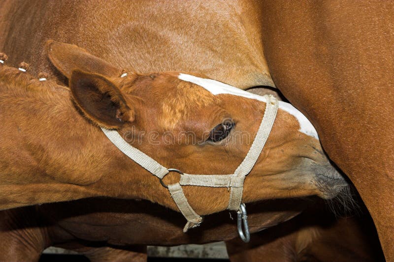 Foal feeding