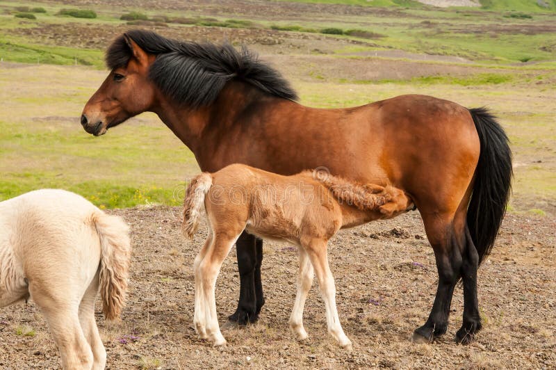 Foal feeding on mother`s milk