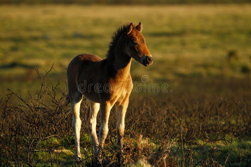 Foal fiero di Dartmoor immagine stock libera da diritti Foal fiero di Dartmoor immagine stock libera da diritti