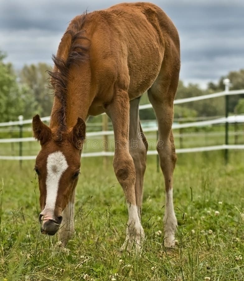 Foal grazing