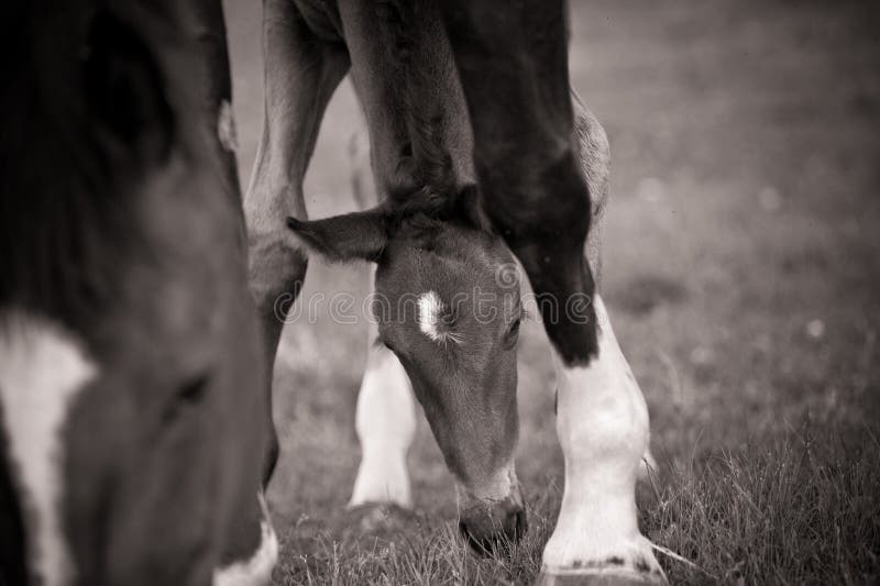 Foal grazing by Mare