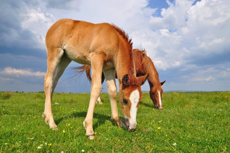 Foal with a mare on a summer pasture.