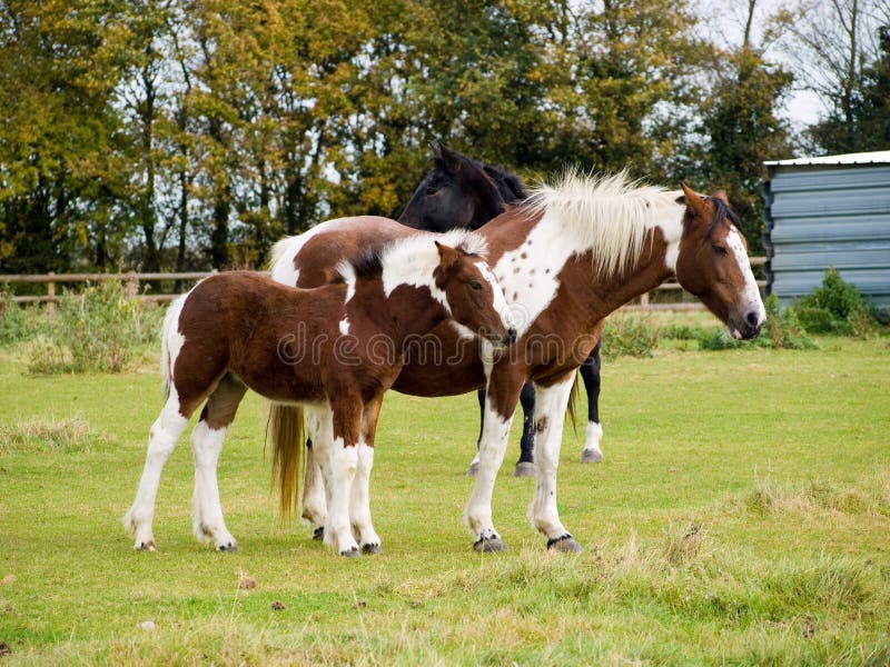 Foal and mother