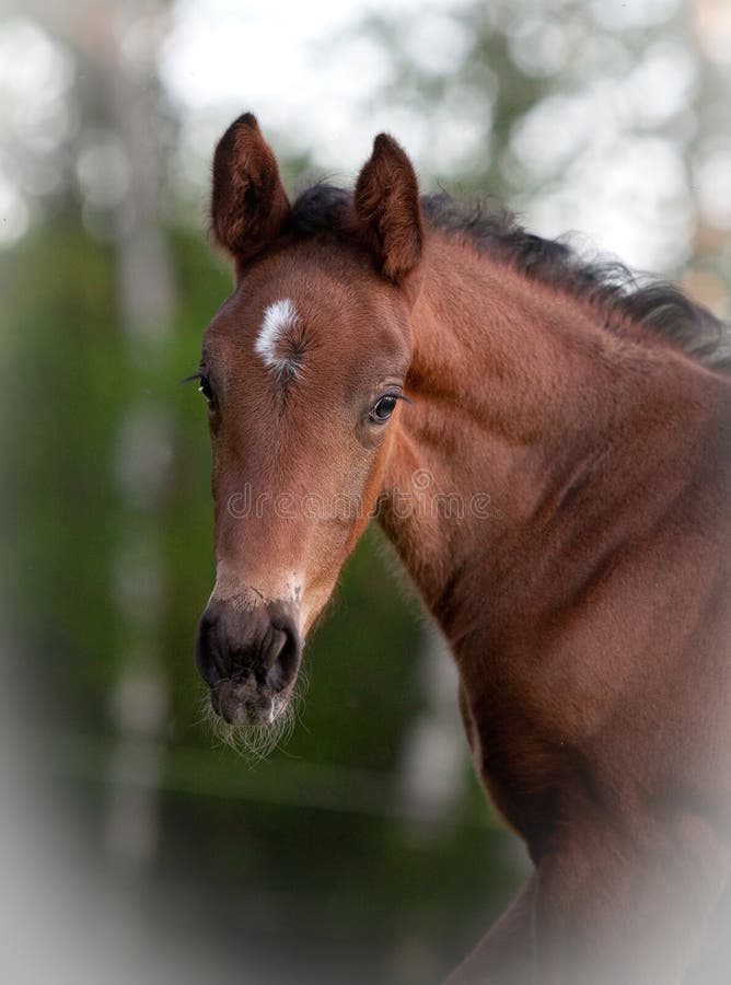 Foal portrait