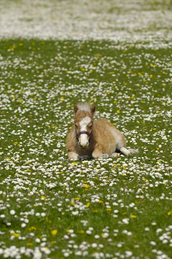 Foal is resting on meadow