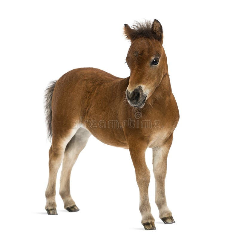 Shetland foal - 1 month old isolated on white. Shetland foal - 1 month old isolated on white