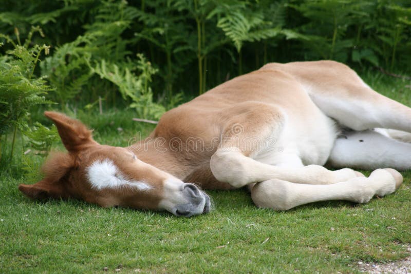 Foal sleeping on grass