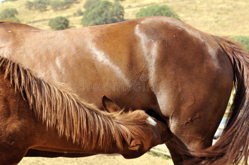 Foal suckling