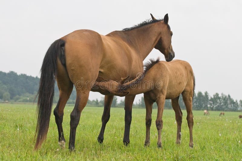 Foal suckling his mother stock photography