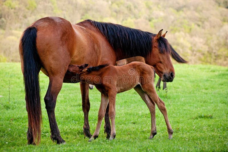 Foal sucks mare royalty free stock photography