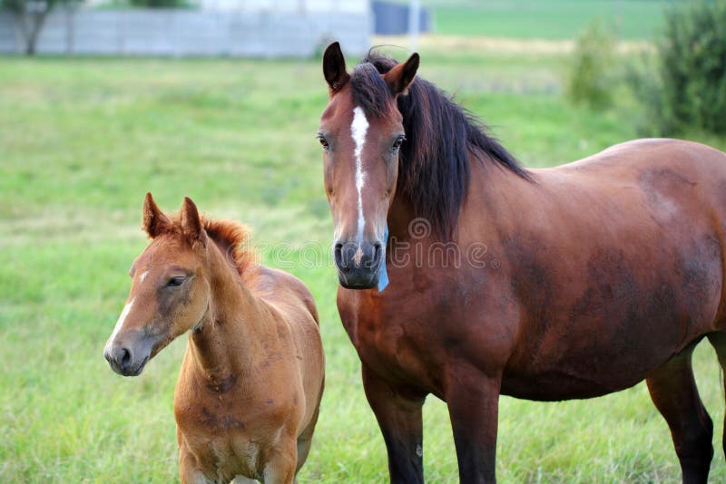 foal άλογο στοκ εικόνα foal άλογο στοκ εικόνα