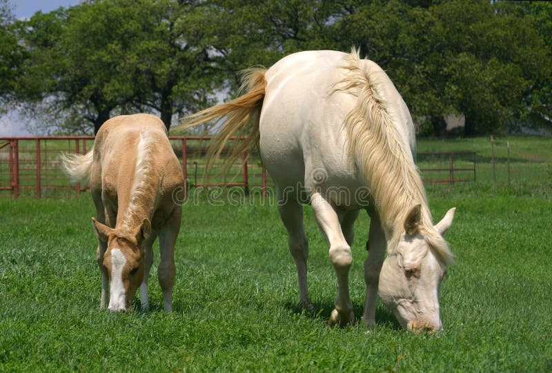 Cream colored or white quarter horse mare with palomino colt, grazing in lush green pasture, red pipe fence in background, spring, oak trees on hill in background. Cream colored or white quarter horse mare with palomino colt, grazing in lush green pasture, red pipe fence in background, spring, oak trees on hill in background