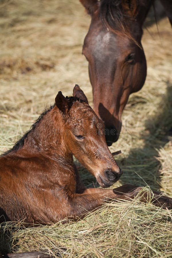 foal φοράδα νεογέννητη στοκ φωτογραφία με δικαίωμα ελεύθερης χρήσης foal φοράδα νεογέννητη στοκ φωτογραφία με δικαίωμα ελεύθερης χρήσης