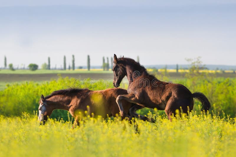 Foal δύο στο λιβάδι λουλουδιών στοκ εικόνα με δικαίωμα ελεύθερης χρήσης